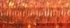 027L #4 Braid Orangeruptis, krenik, wichelt